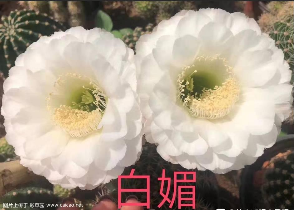 白娇媚