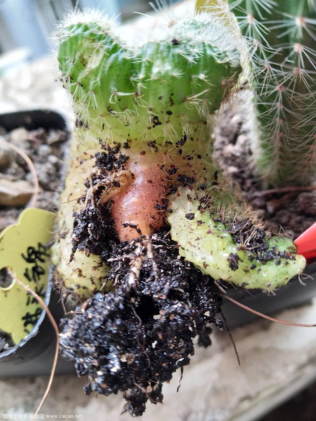 彩草杂缀