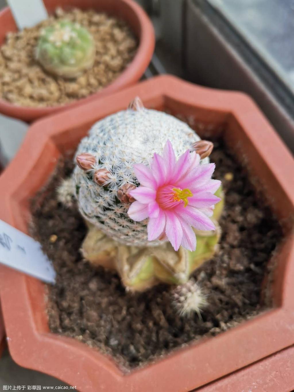 白鸟开花