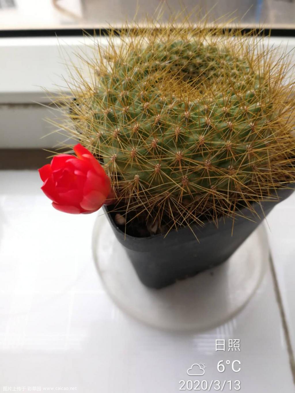 一盆小花三年的历程