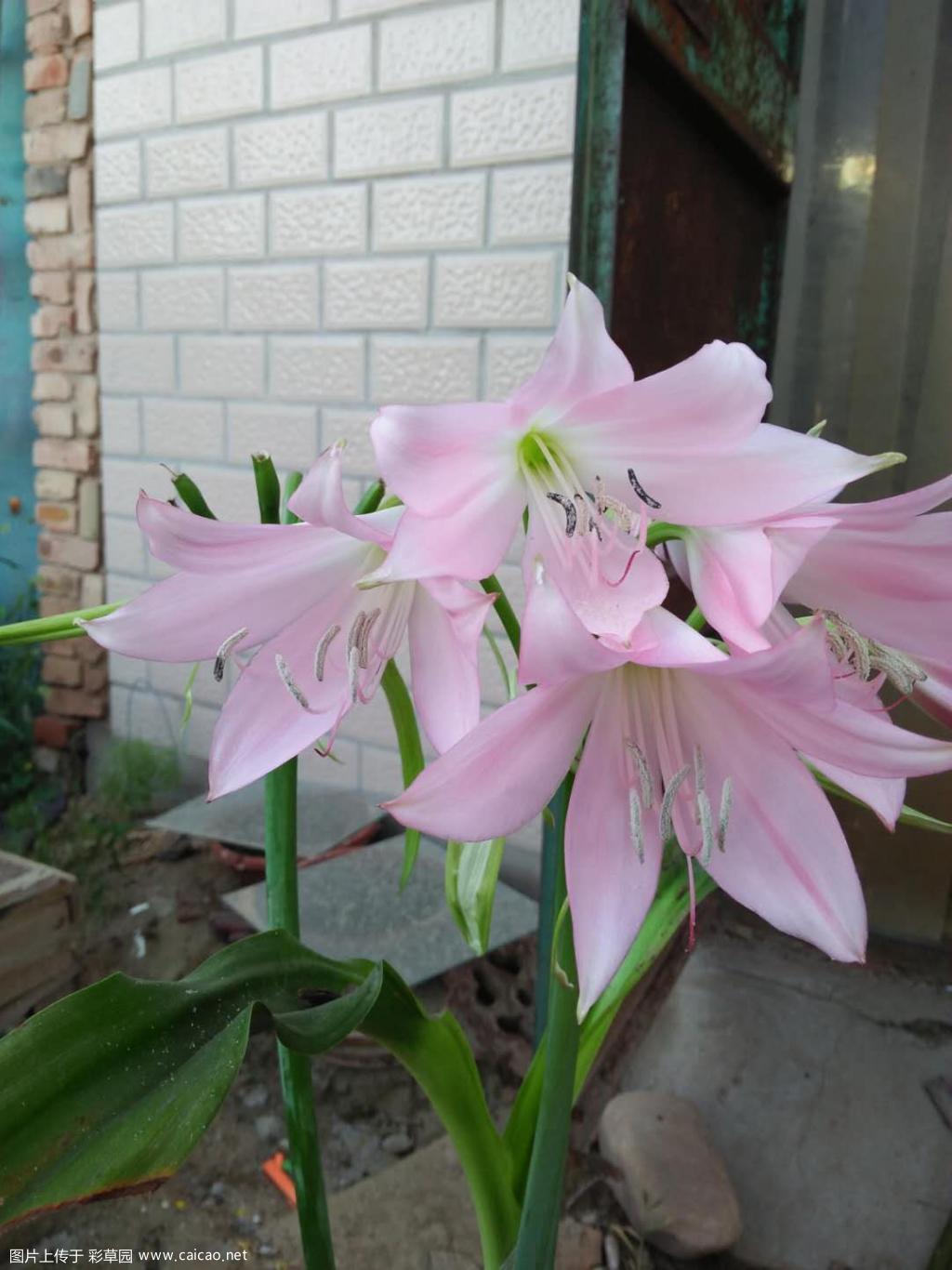 香殊兰