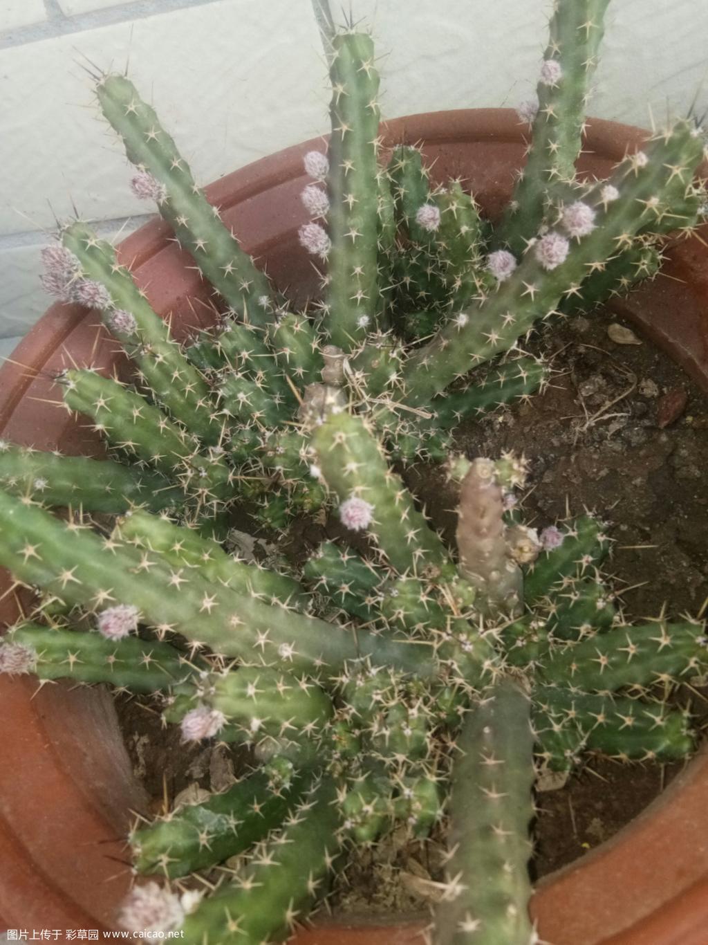 美花角