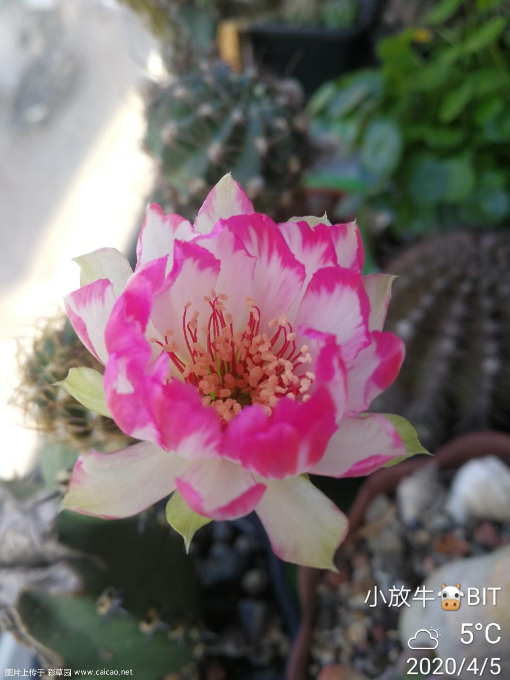 丽花bit（荷花）首花