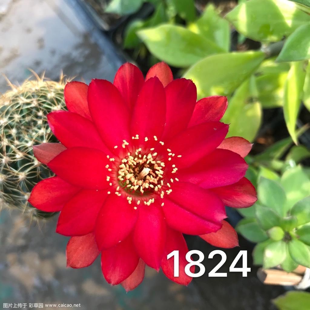 又到了仙人球开花季节
