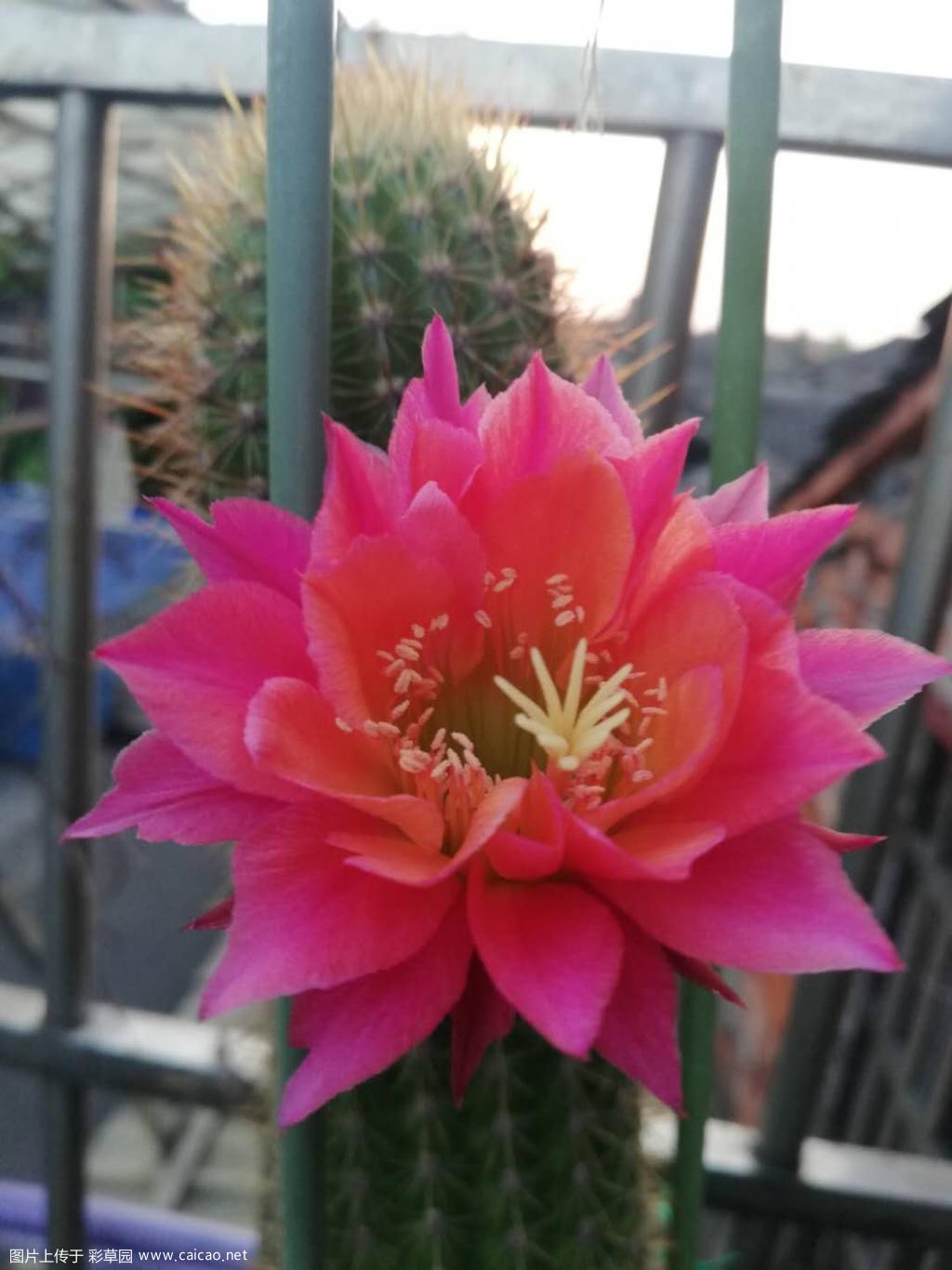 20年首花