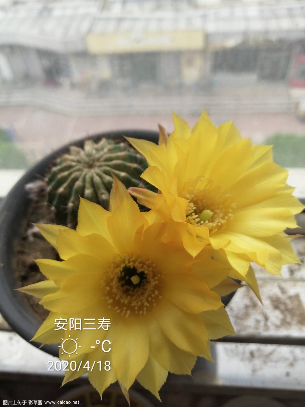 大家帮我看一下对版吗？