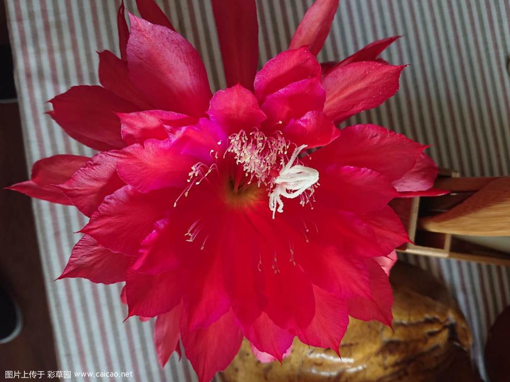 令箭荷花居然有20cm+