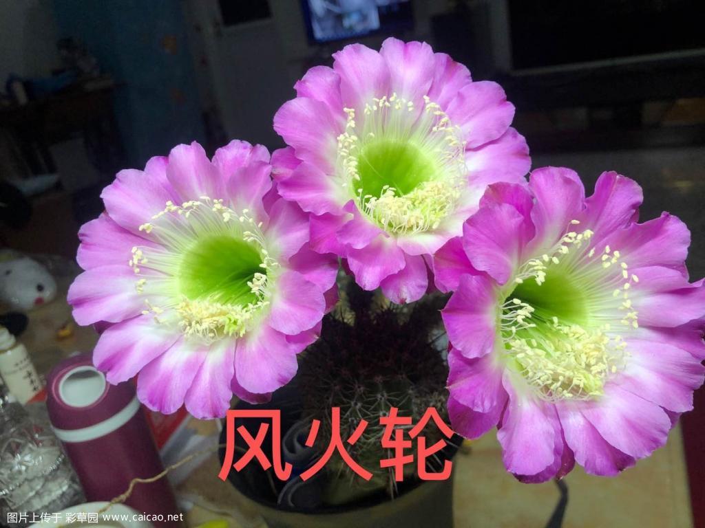 大神帮我认下品种