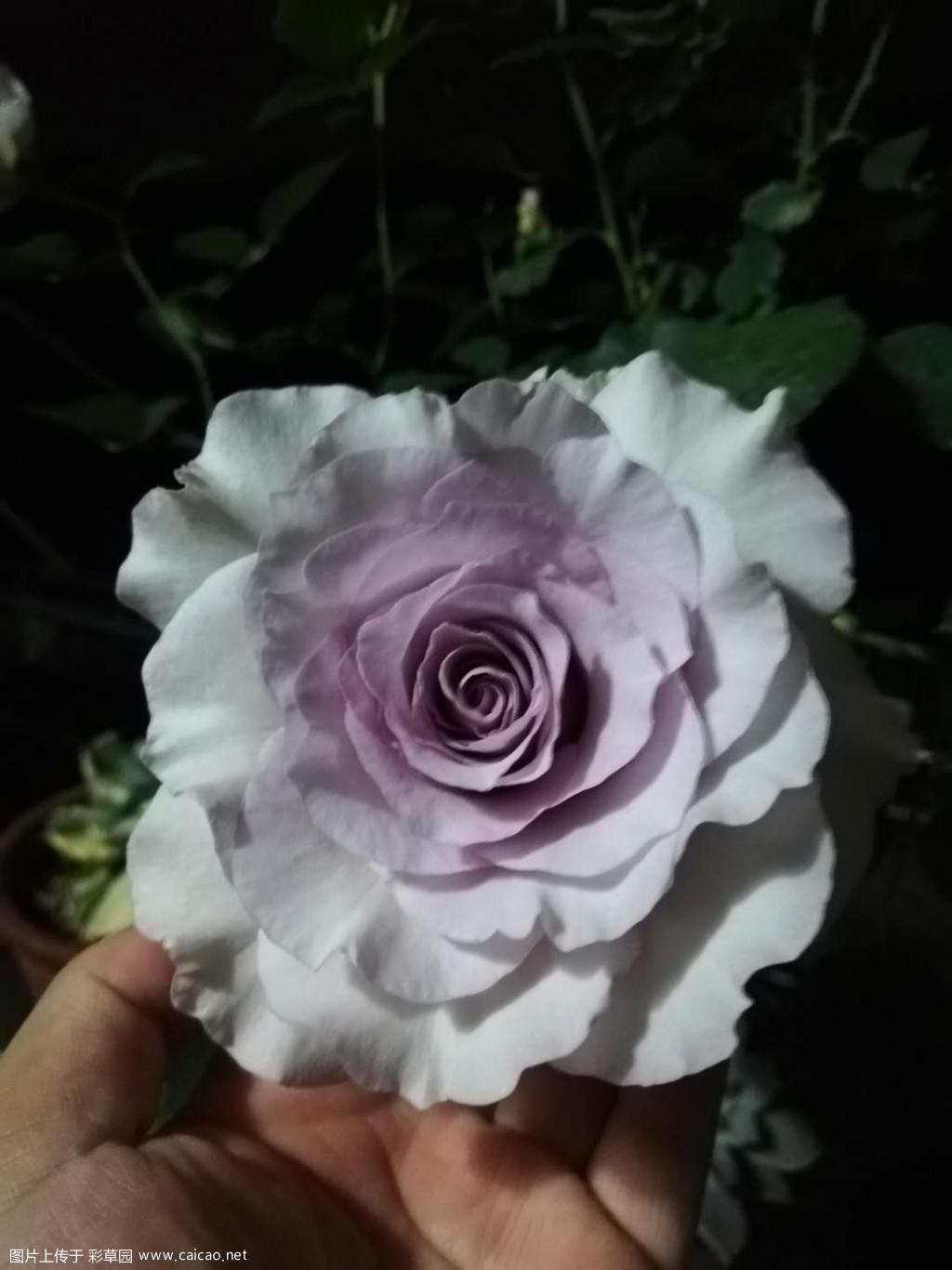 蜻蜓首花