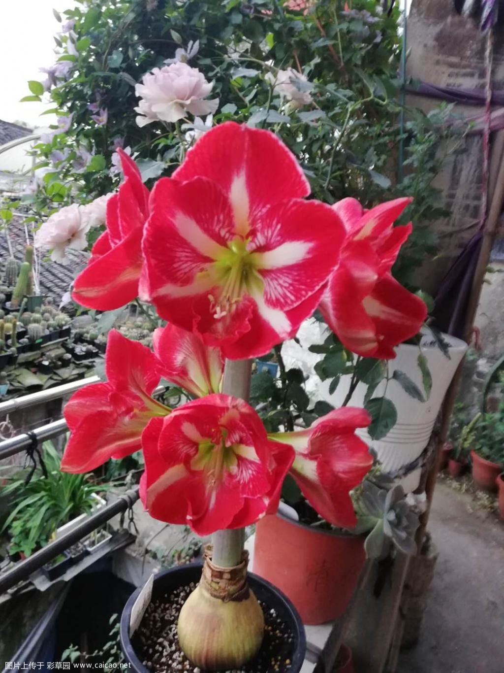 朱顶红王朝