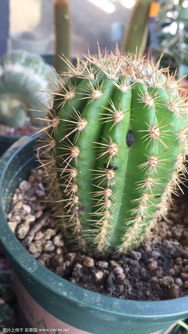 毛花柱黑斑