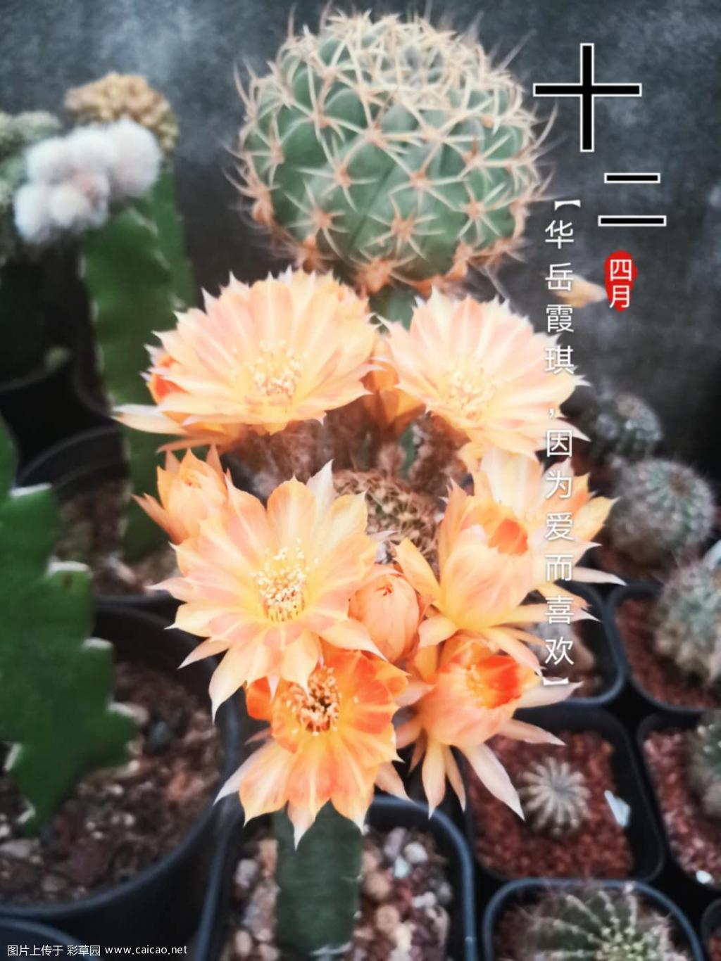 丽花彩草没有剩下多少