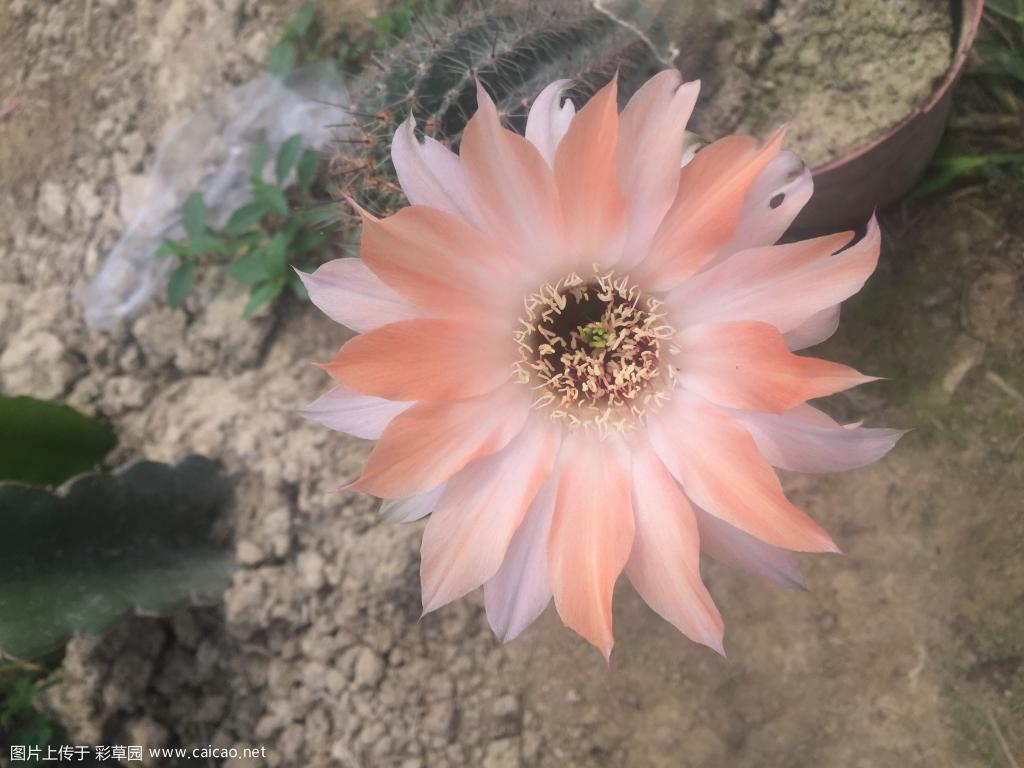 最近花开得不少