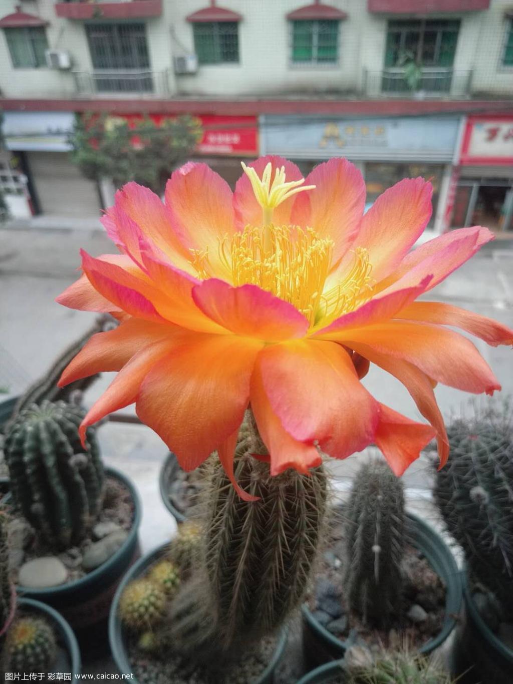 AN2015自播首花? 