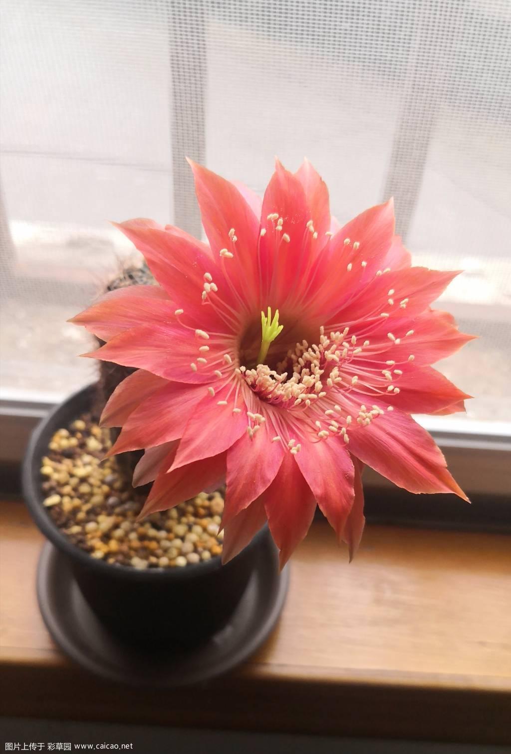 香格里拉