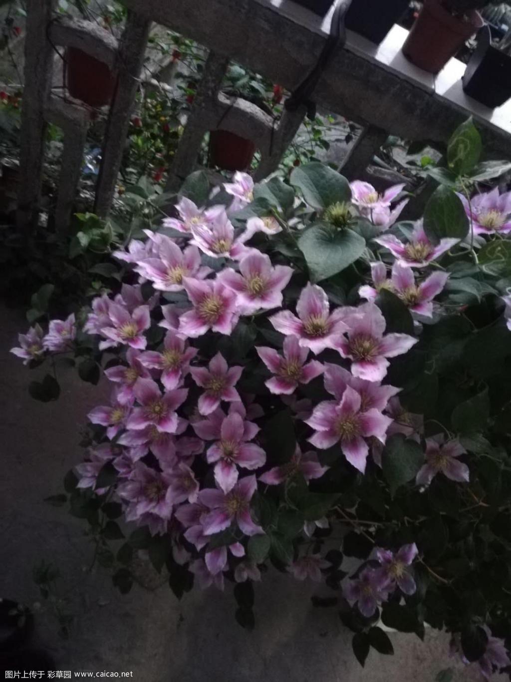 小鸭