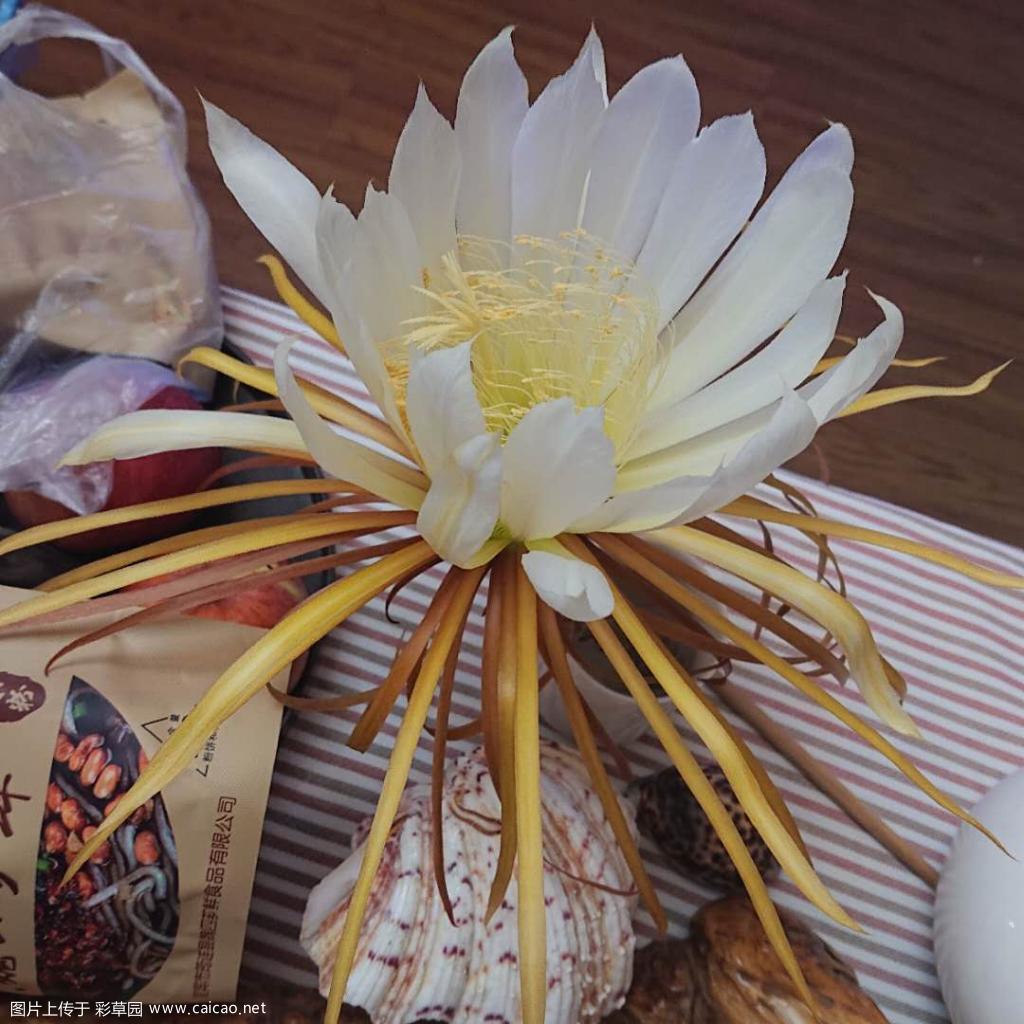有浓郁巧克力香味的大花