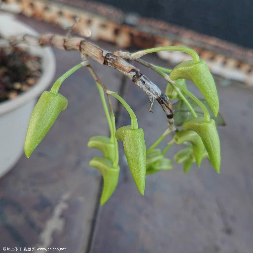 你们不是喜欢绿花吗