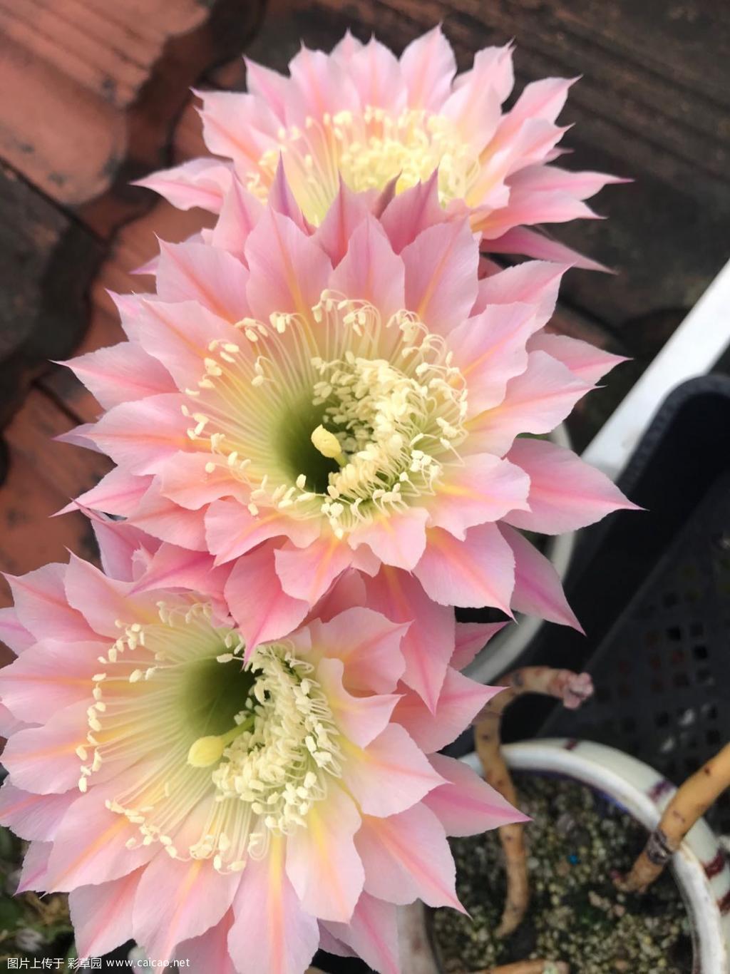 第二波彩草