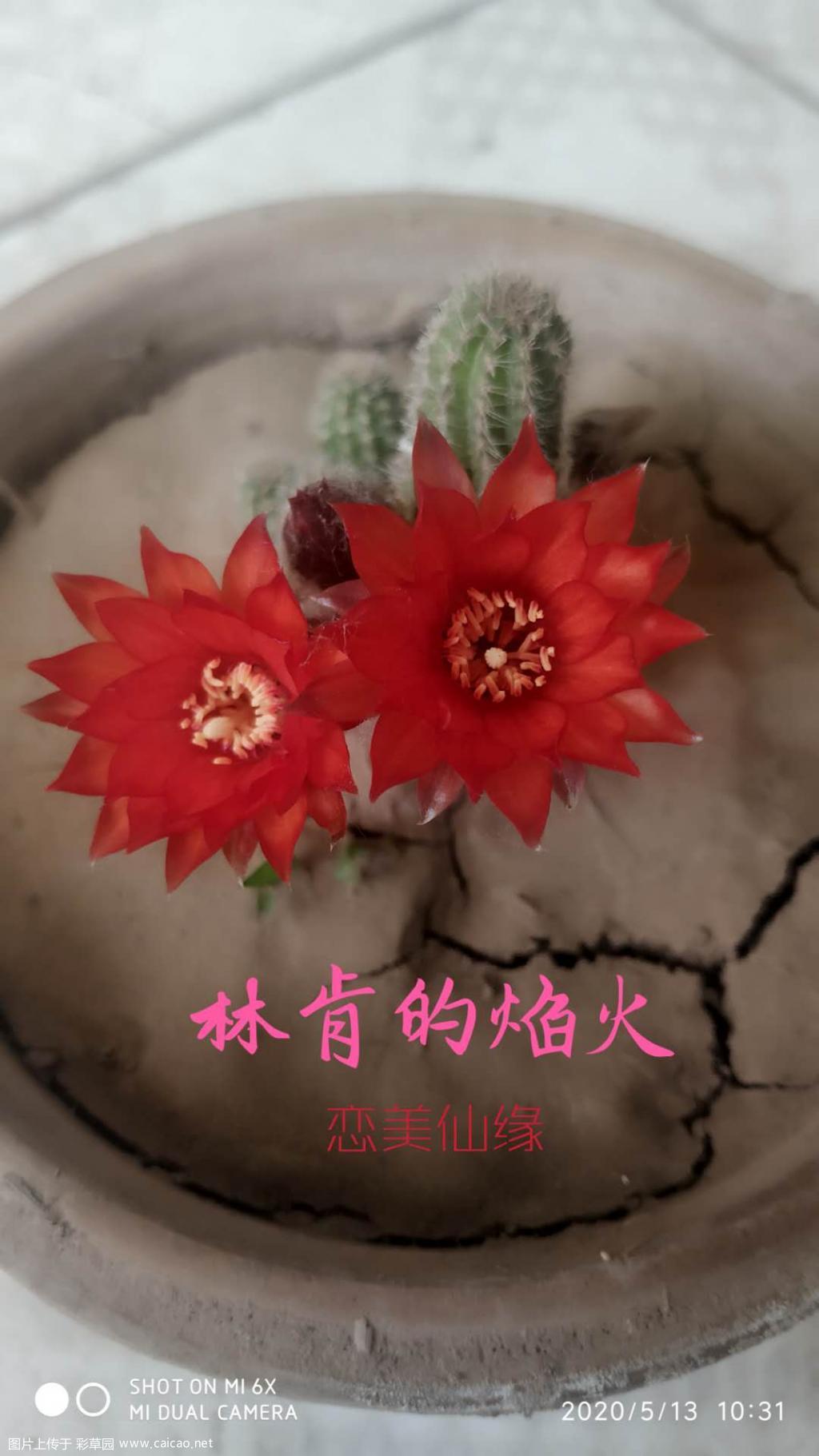 林肯的焰火