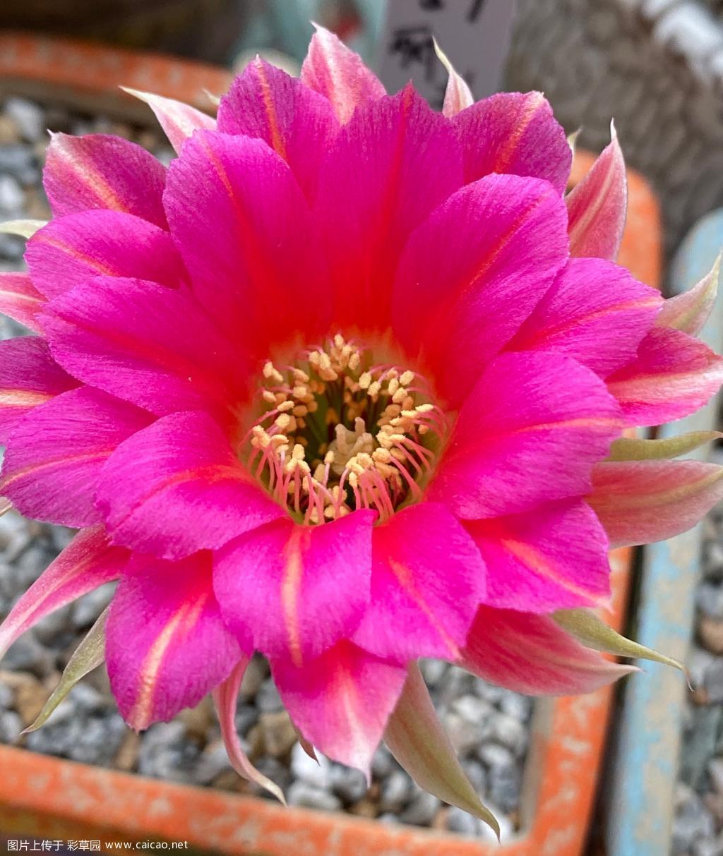 来凑热闹
