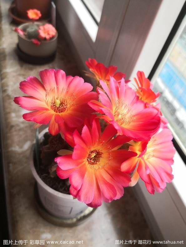 丽花 小仙sh