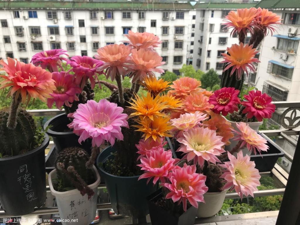大合照