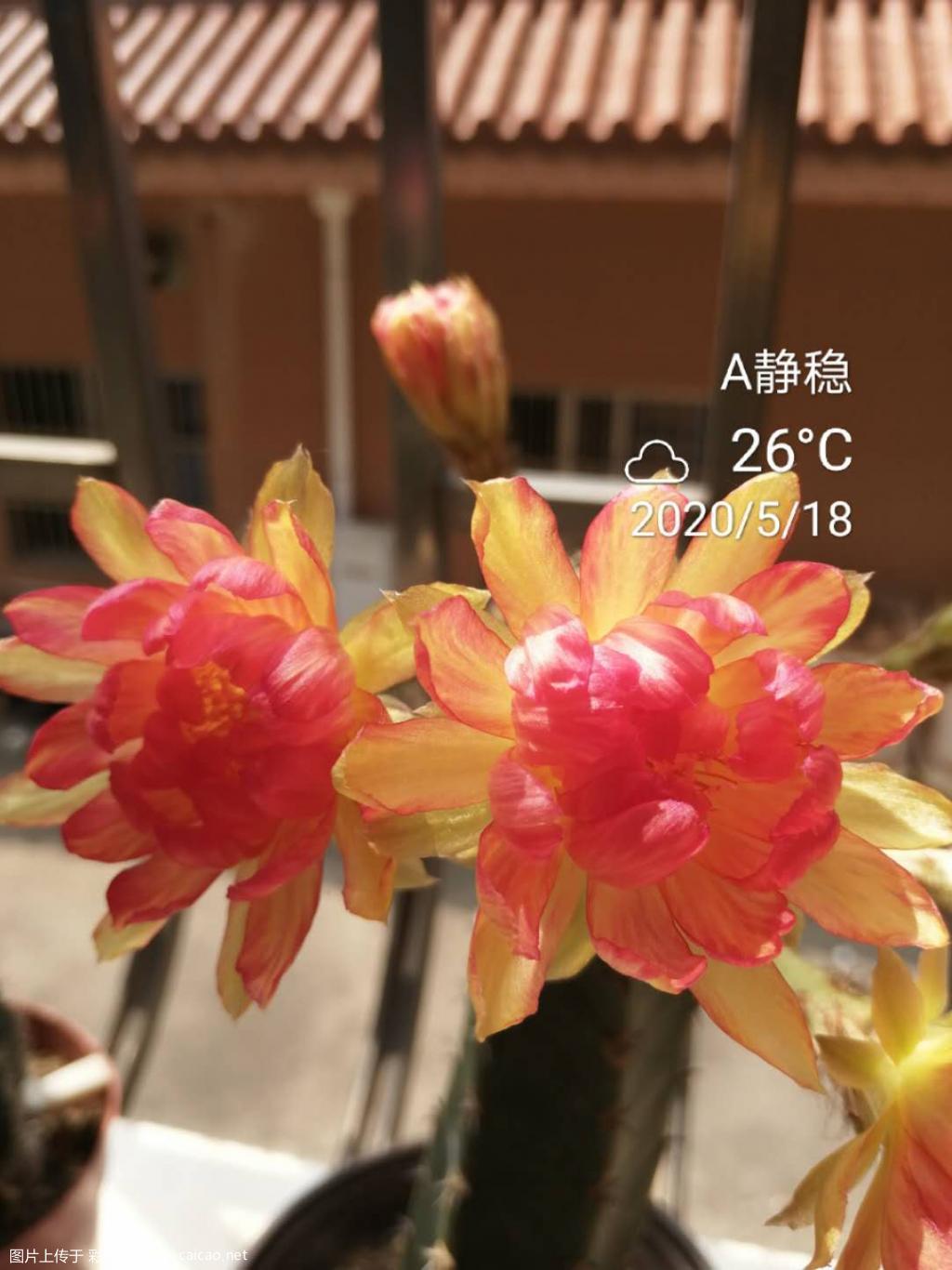 丽花1337.单葵.黄金荷花和席克氏淑女