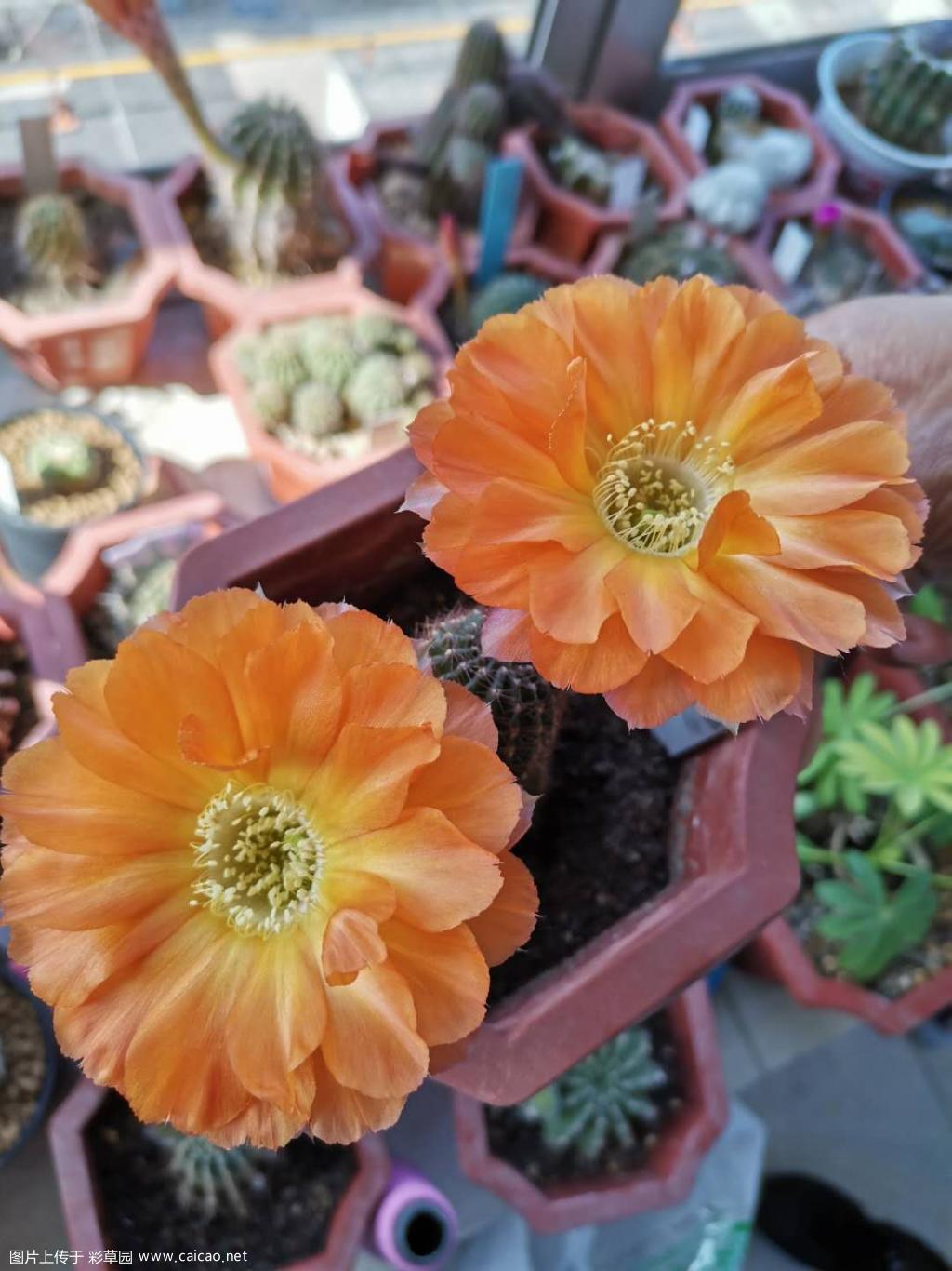 丽花1，鲜橙多等