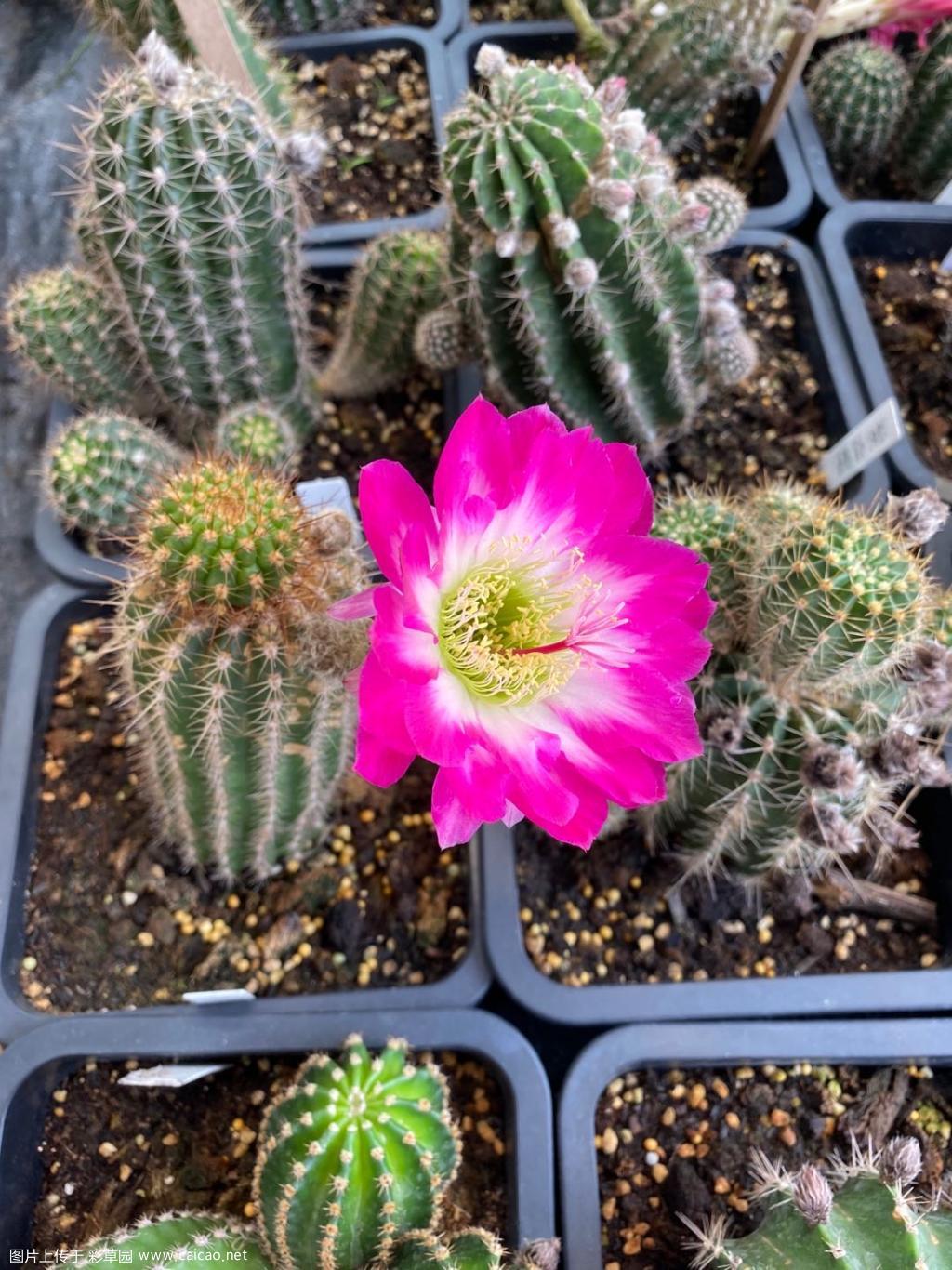 养了第三年开花开