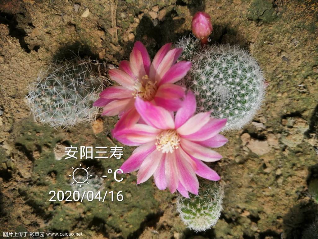 宝山的花