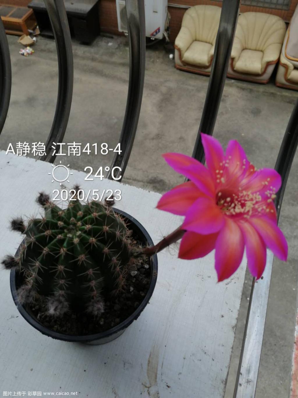 莲花灯和江南418-4