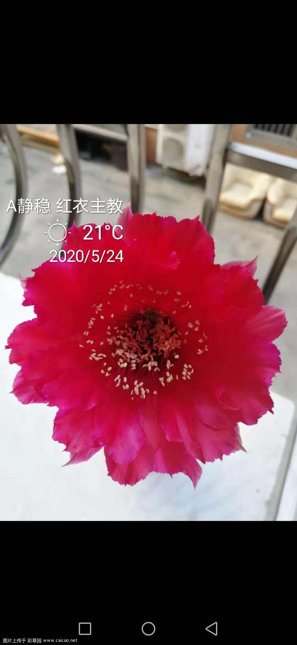 红衣主教