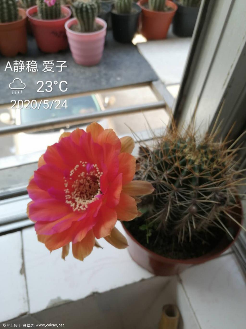 席克氏爱子