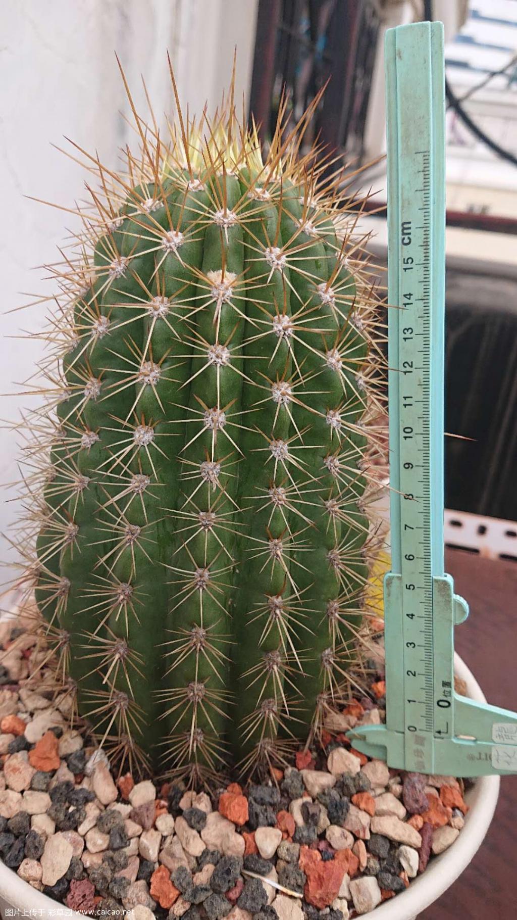 昆明出托马斯曼母猪……旋旎母猪