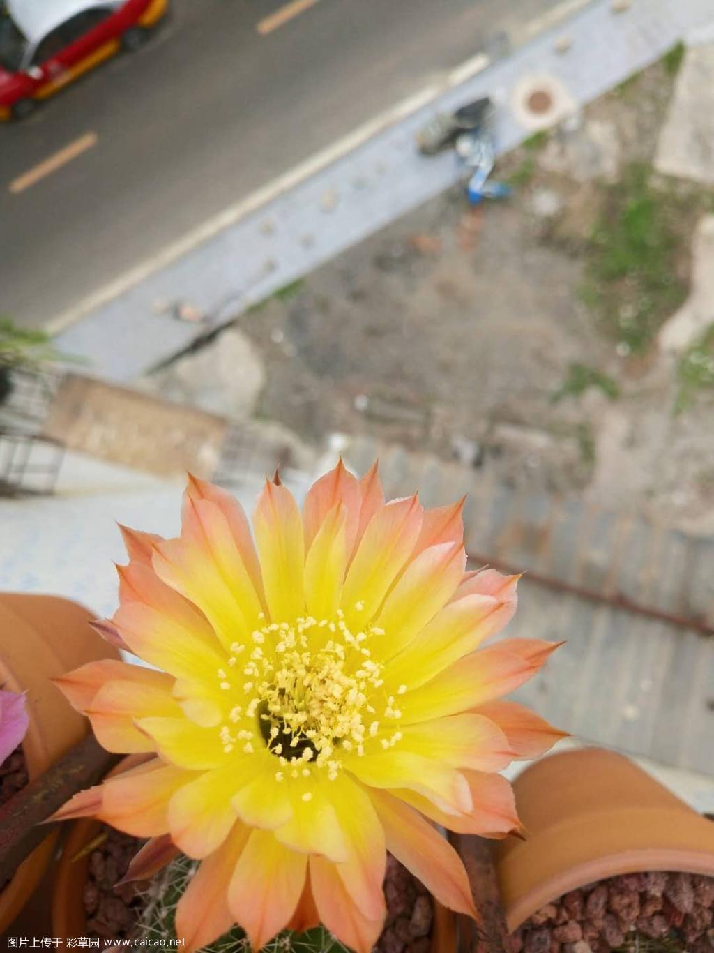 马格丽特•马丁，开花了哈哈，初花