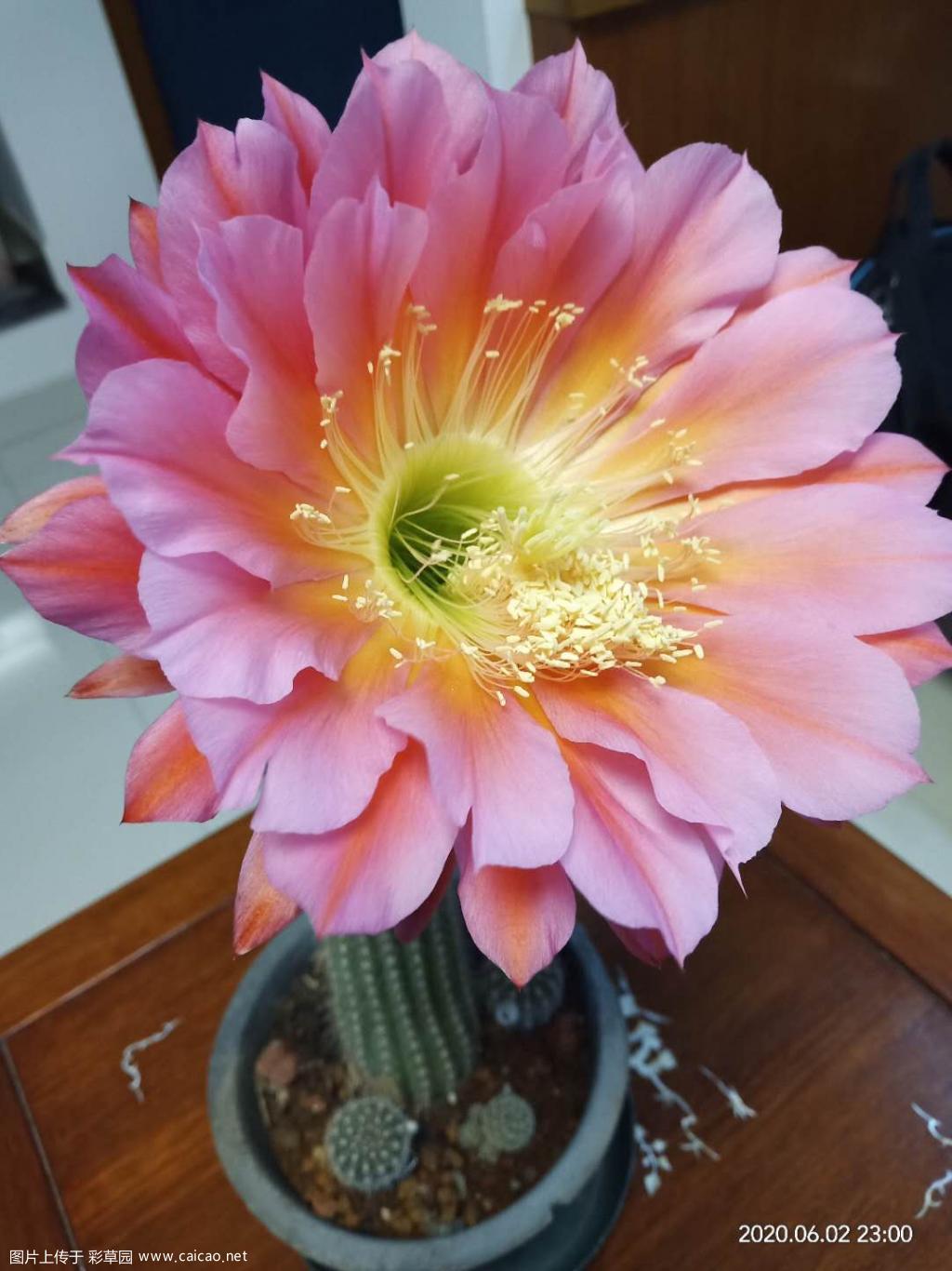 首开飞碟太大了，有点震撼。