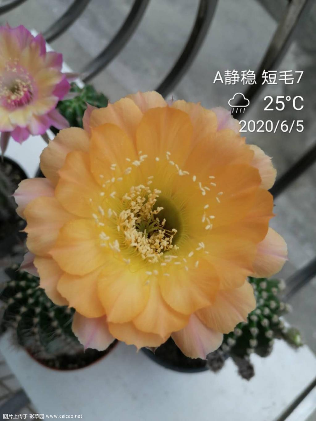 极光，反物质，短毛7