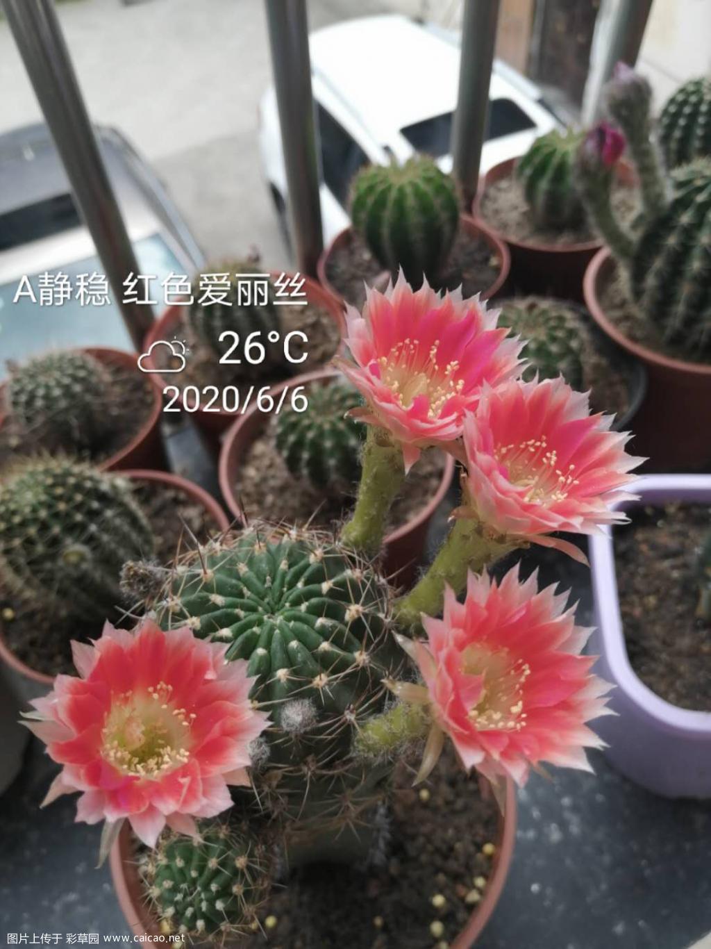 红色爱丽丝