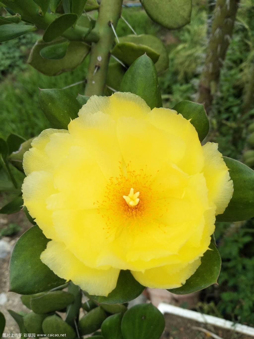 青叶花开