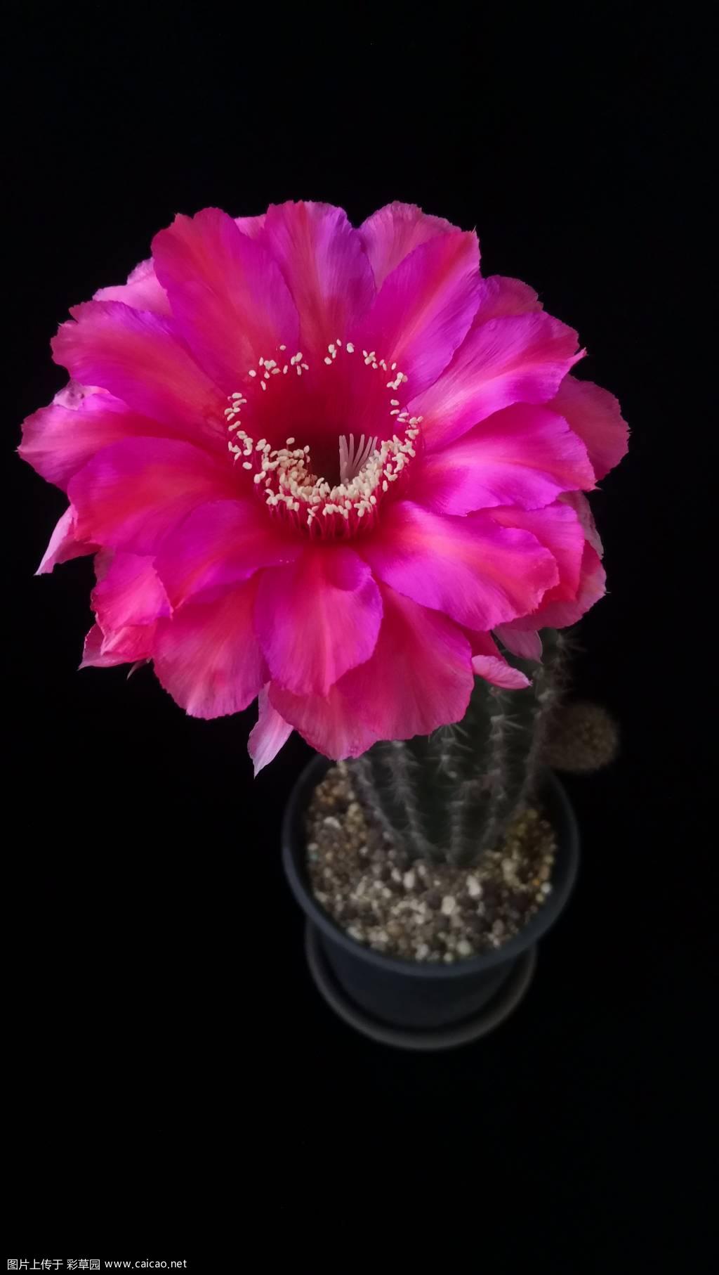 最近开的花