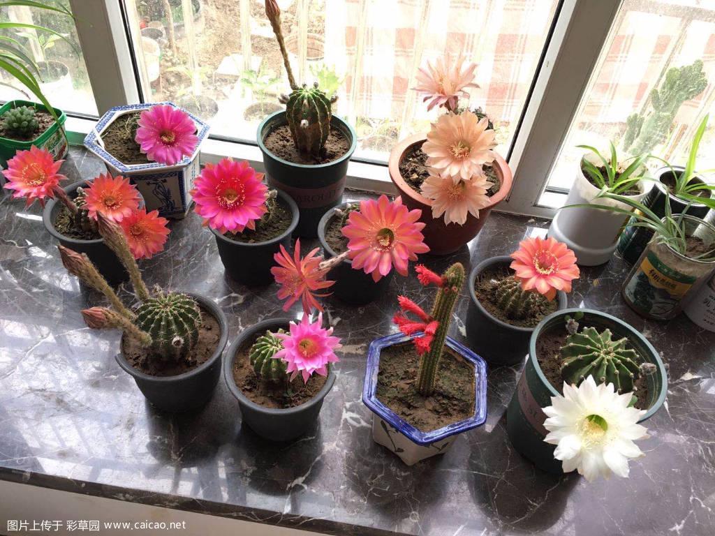 今天的花