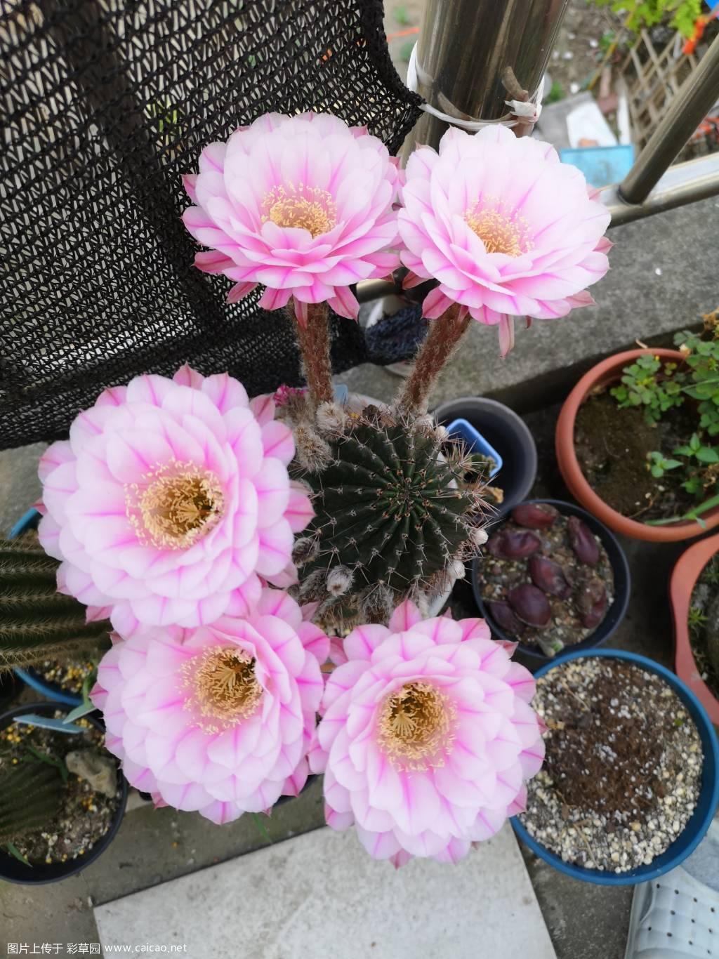 雅乐之舞开花