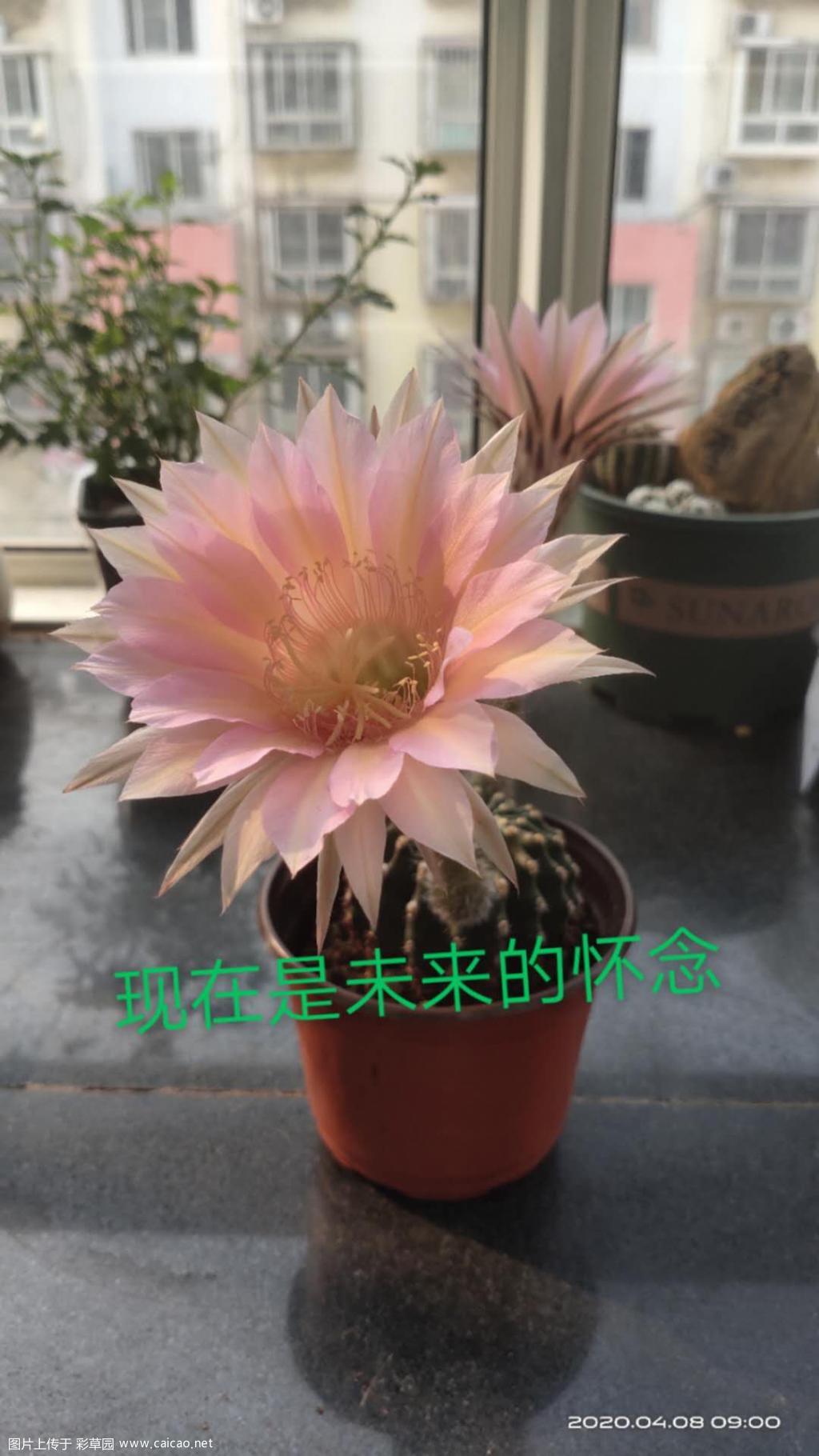 这是什么品种。发现没名字的品种卖的便宜。虽然也很好看