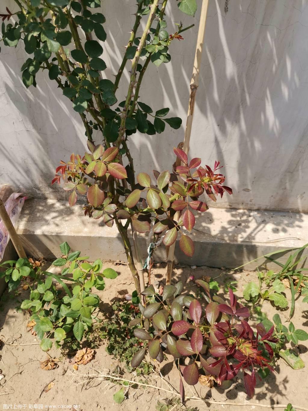 这个枝子是什么？