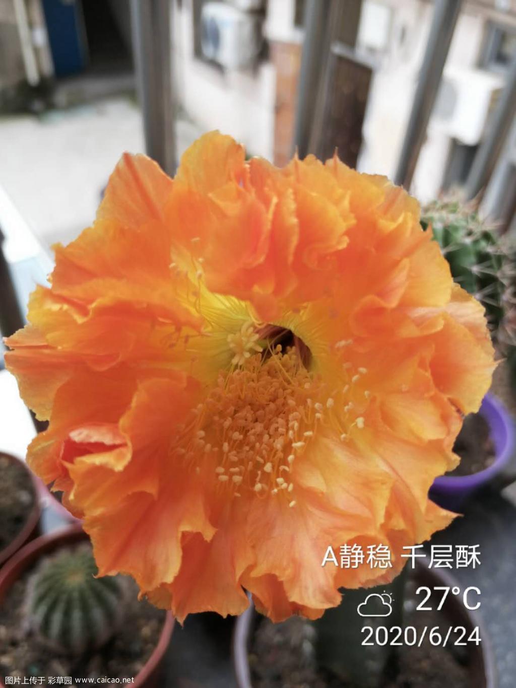 江南百草园千层酥
