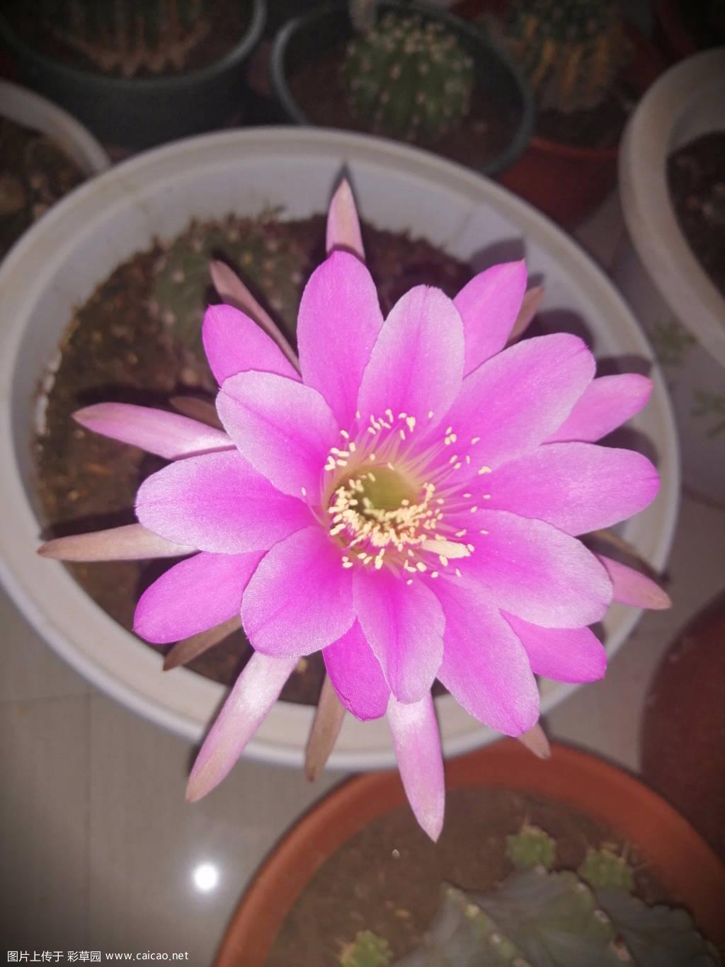 剑芒丸