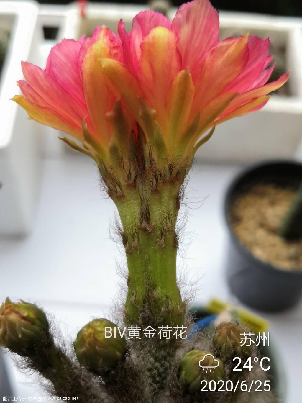 BIV喜开并蒂莲