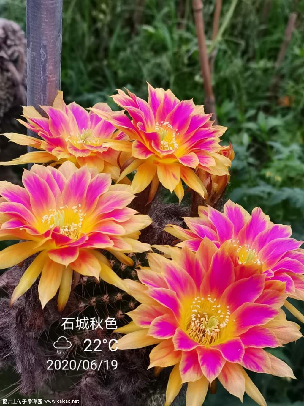 丽花属阳光明媚
