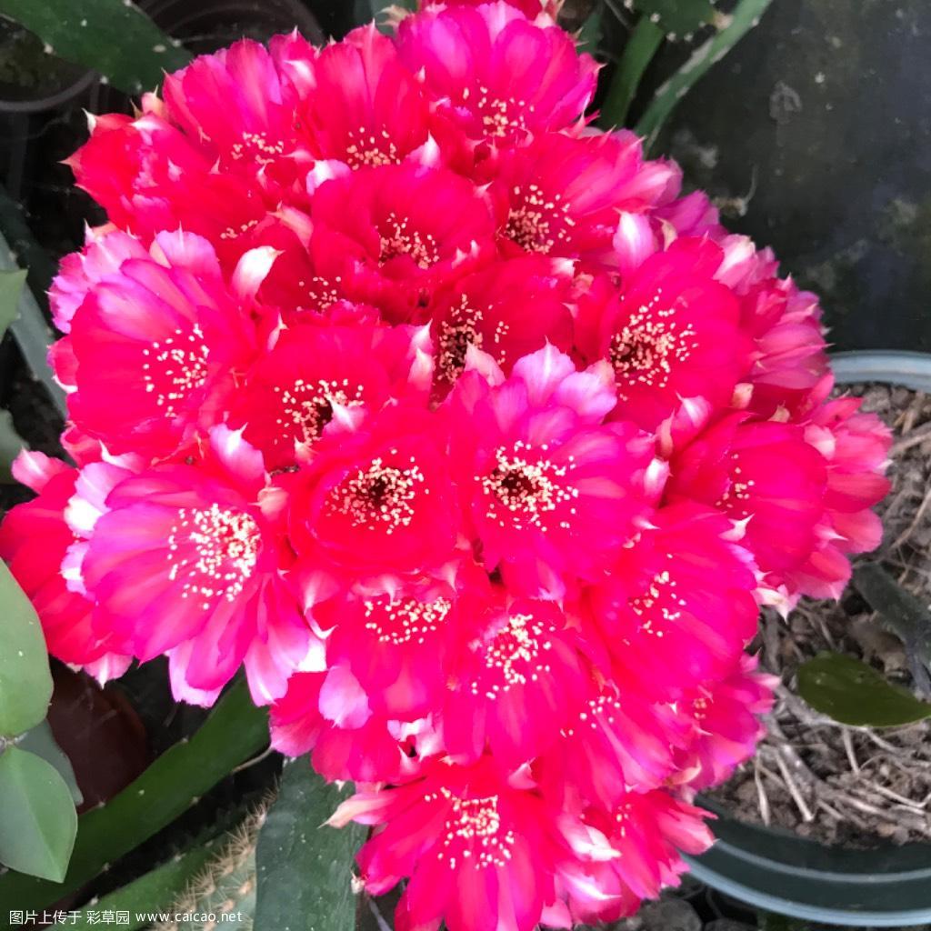 丽花球